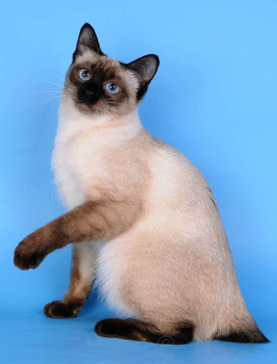 Рассмотрите фотографию кошки меконгский бобтейл. Меконгский бобтейл. Тайский бобтейл. Меконгский бобтейл кошка. Меконгский бобтейл (тайский бобтейл).