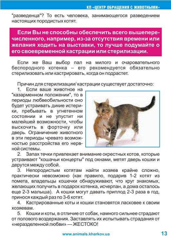 Ла-перм: описание породы, характер кошки, советы по содержанию и уходу, фото лаперм