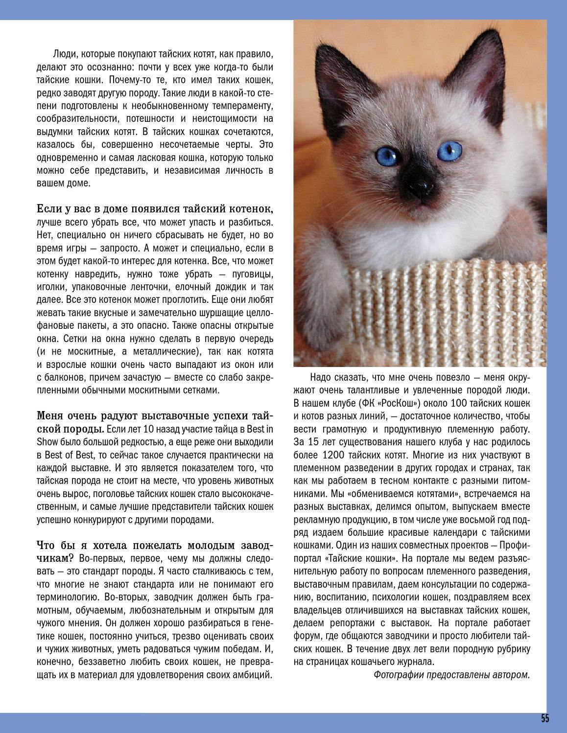 Сиамская кошка: характер, описание породы и фото