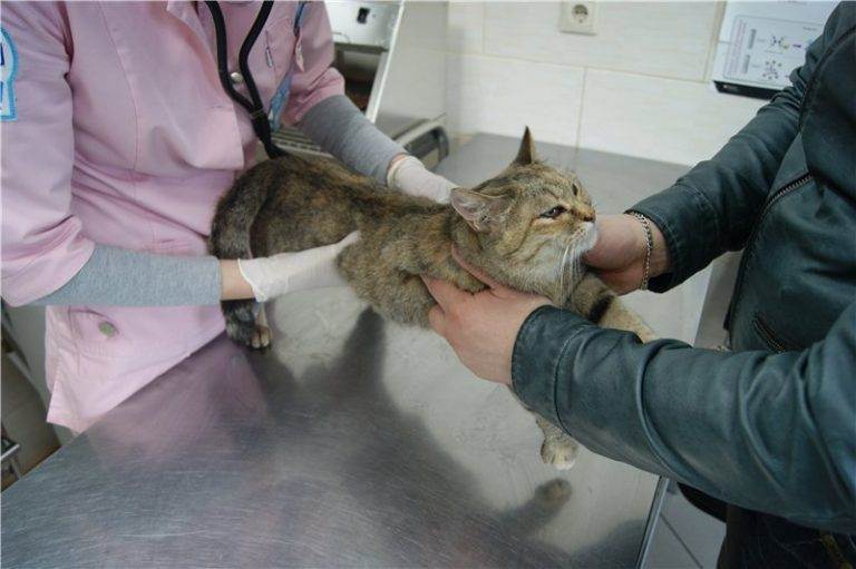 Вирусный лейкоз у кошек: симптомы и лечение заболевания