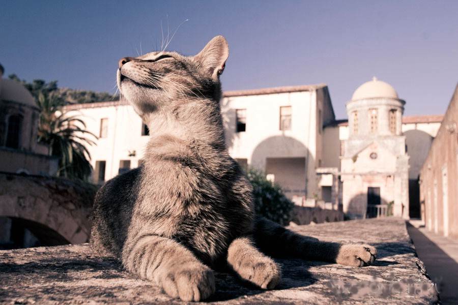 Вакансия мечты: жить в греции и ухаживать за кошками - zahav.ru туризм