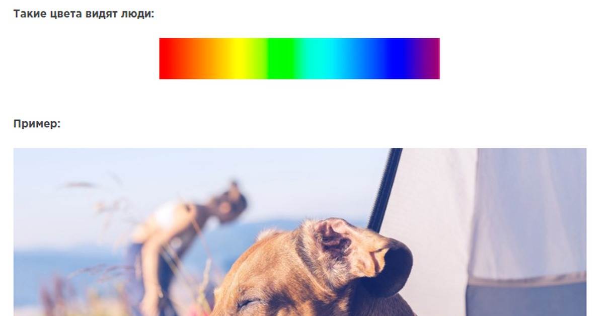 Способны ли собаки различать цвета, сколько и какие цвета видят собаки