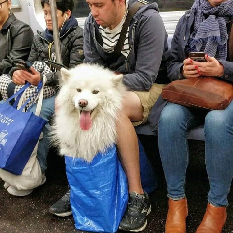 Правила перевозки собак в метро