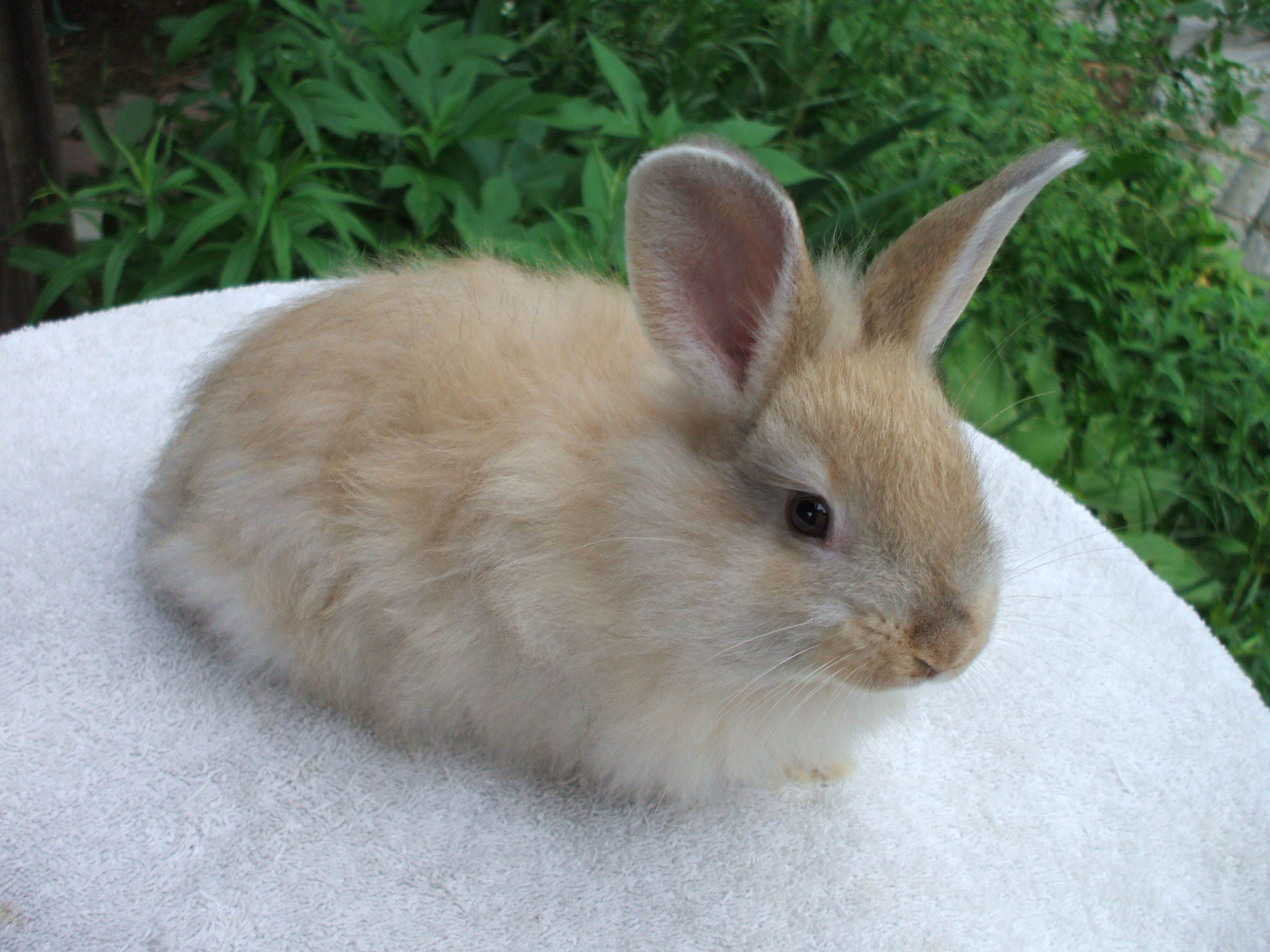 Самые красивые кролики в мире: фотографии, виды