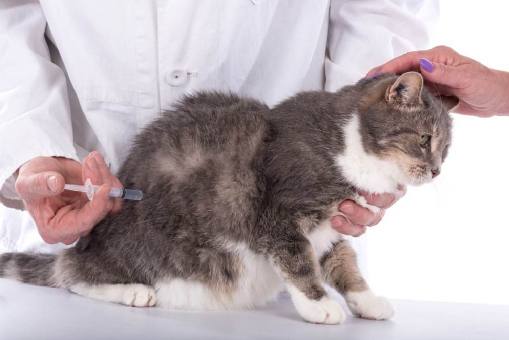 Мастит у кошек: признаки и симптомы, лечение в домашних условиях