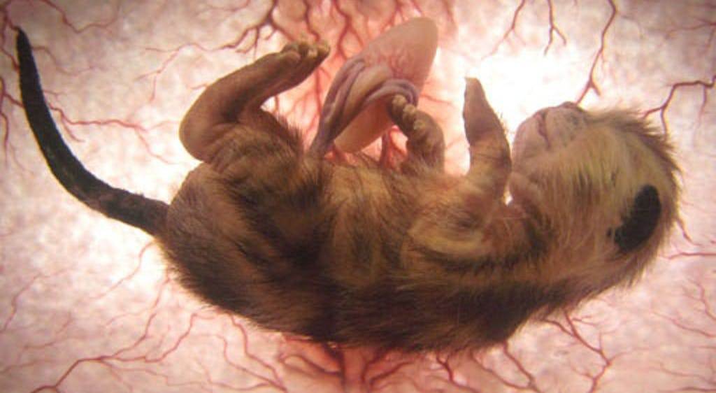 Через сколько после родов кошка может забеременеть?