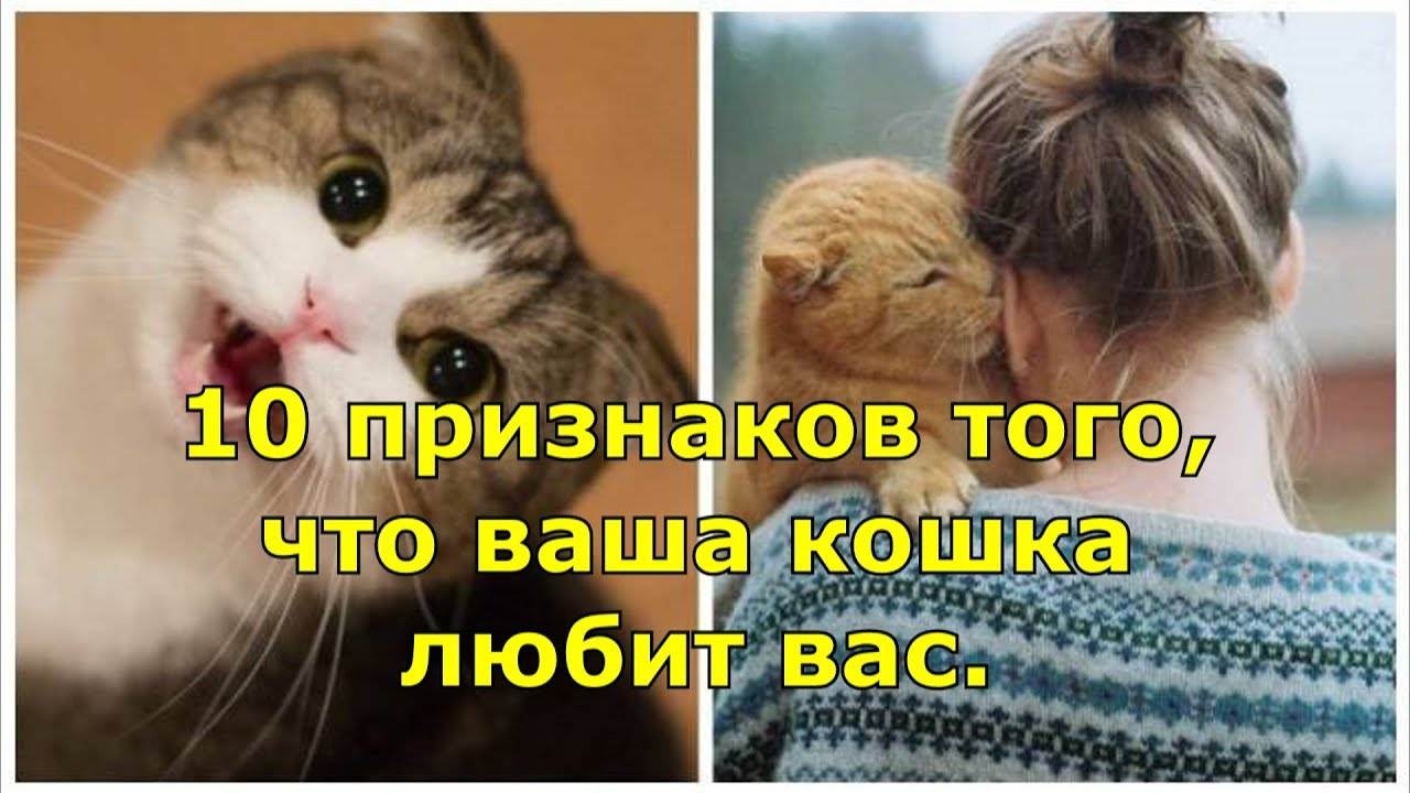 9 признаков того, что ваша кошка вами манипулирует - gafki.ru
