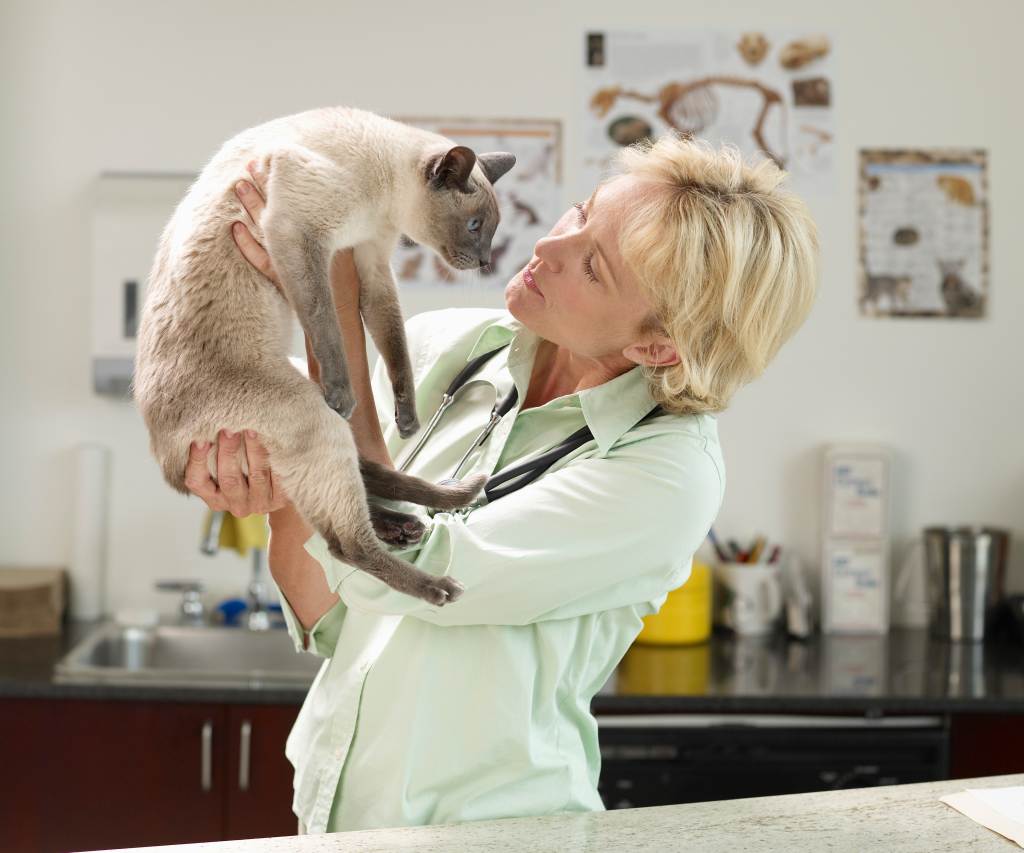 Общая ветеринарная терапия для животных и список услуг клиникиветлечебница рос-вет
