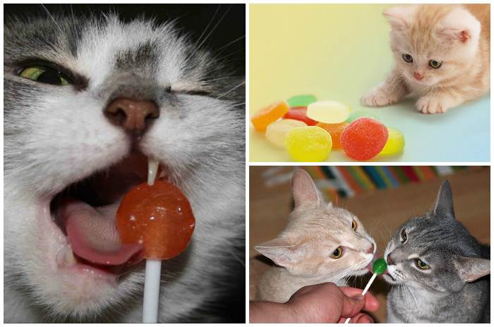 Можно собакам конфеты. Кот с конфетами. Котята и сладости. Сладости для кошек. Кошка и сладкое.