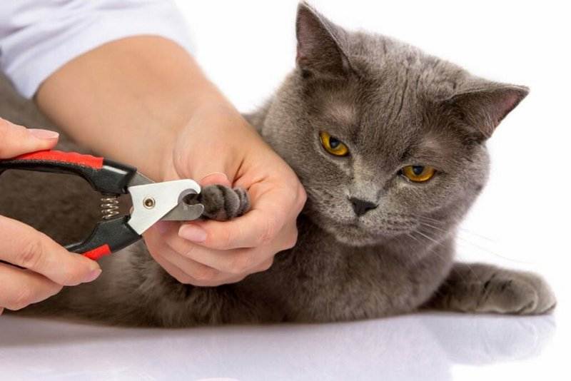 Чем вычесывать кошку: пуходерка, варежка, фурминатор