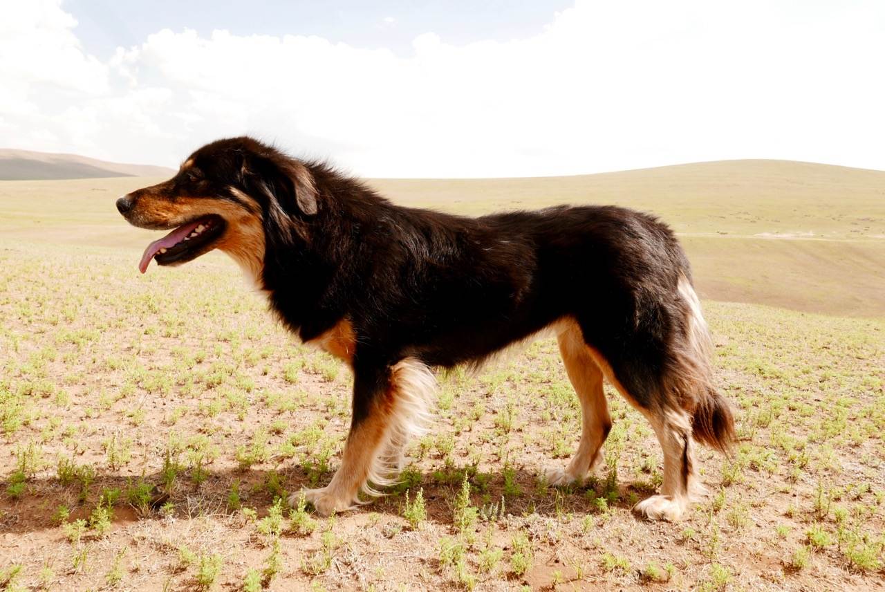 Характеристика монгольской овчарки породы банхар: особенности породы