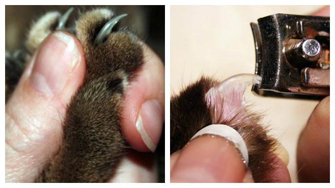 Как самостоятельно подстричь когти кошке