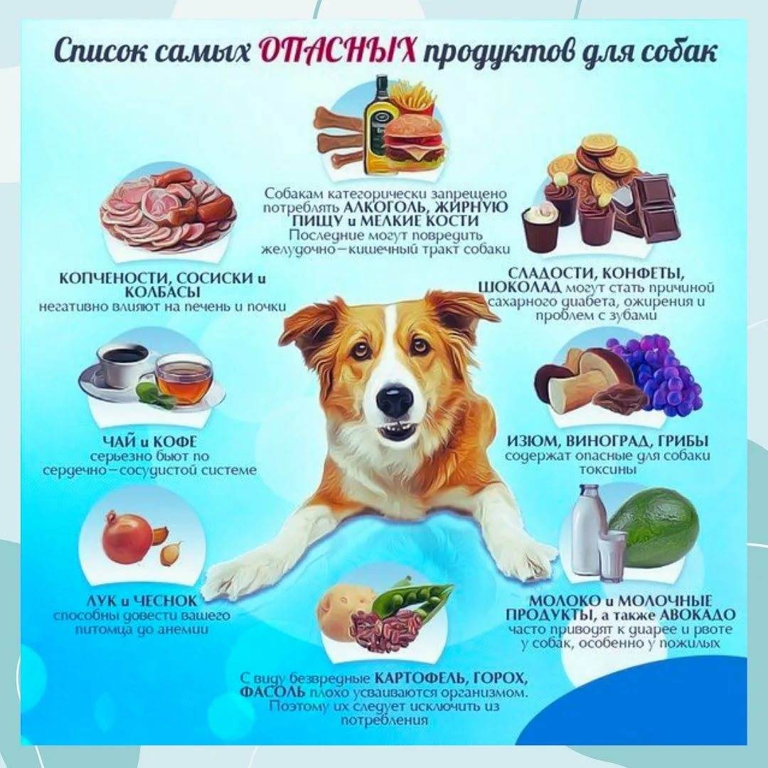 Фрукты и овощи для собак: какие овощи и фрукты можно, а какие нельзя давать собакам