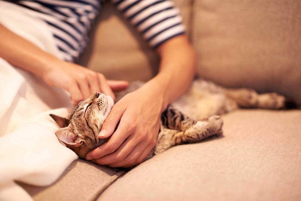 5 признаков, что кошка предупреждает вас о негативе в доме