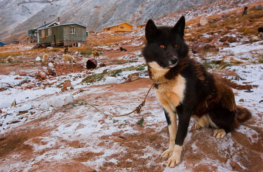 Гренландская собака (гренландская ездовая собака)