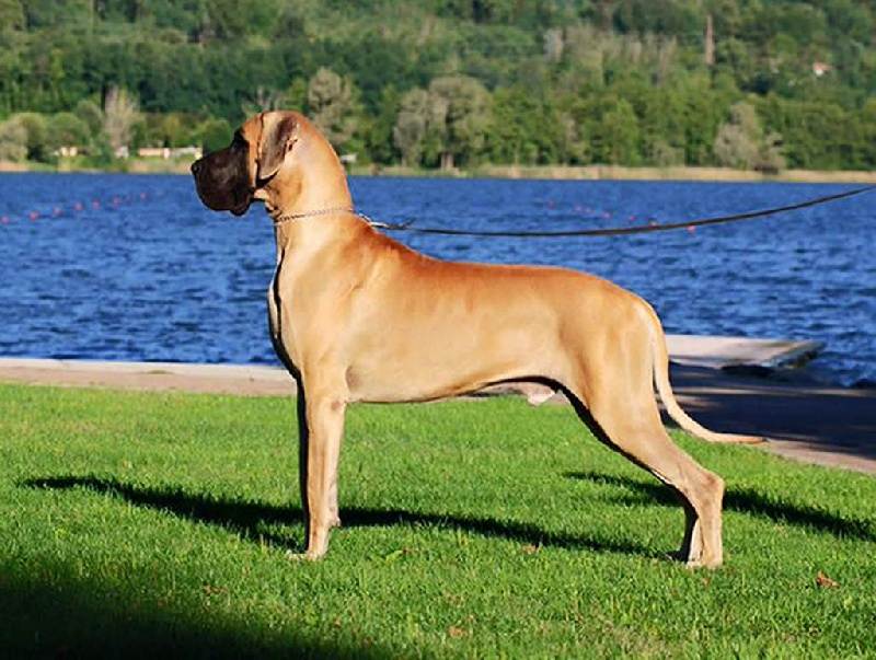 Немецкий дог — фото, характеристика породы собак, описание, особенности содержания