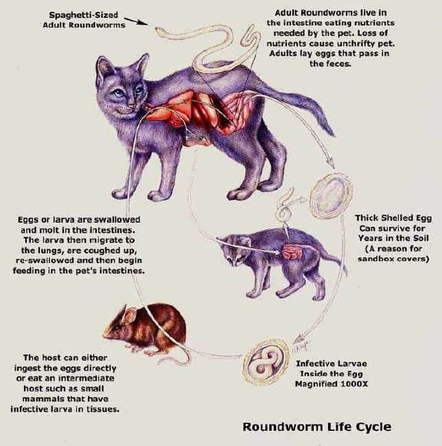 Атаксия у кошек: причины, симптомы, диагностика и лечение