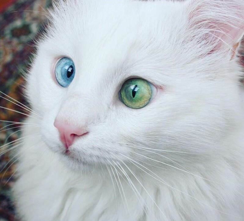 Откуда берутся разноглазые кошки, как называется порода котов с разноцветными глазами, описание и фото кошек с разным цветом глаз