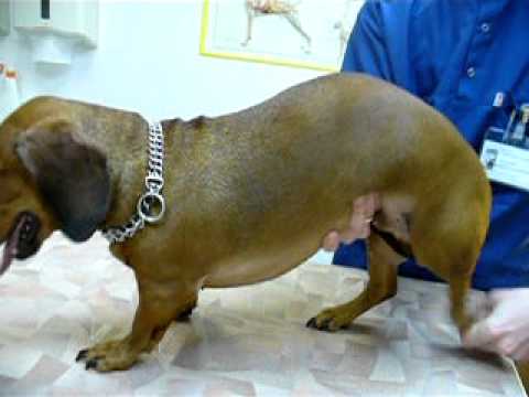 Межпозвоночная грыжа у собак: симптомы, лечение и восстановление после удаления, без операции