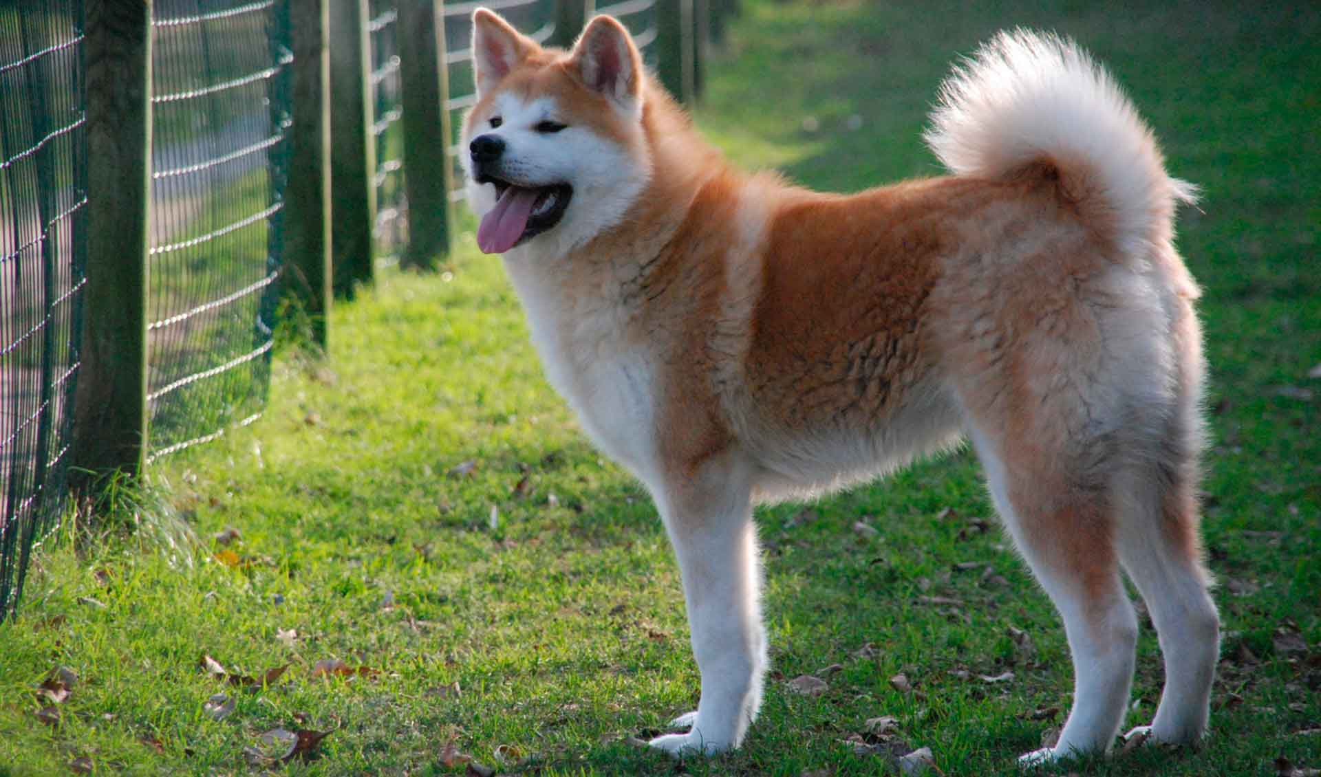Японские породы собак: обзор всех представителей (+ фото) | ваши питомцы
