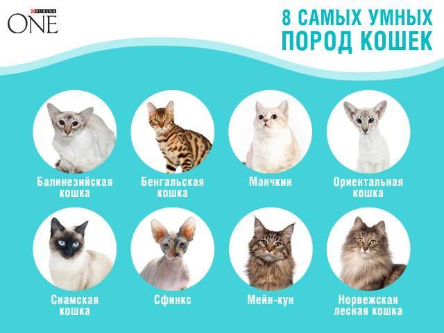 Самые умные породы кошек в мире: названия с описаниями, фото, видео