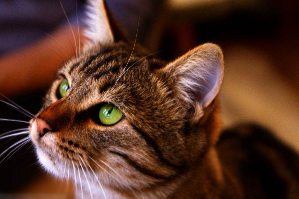 Оцикет - описание породы кошек, характер, повадки, заболевания, правила ухода и кормления, окрасы
