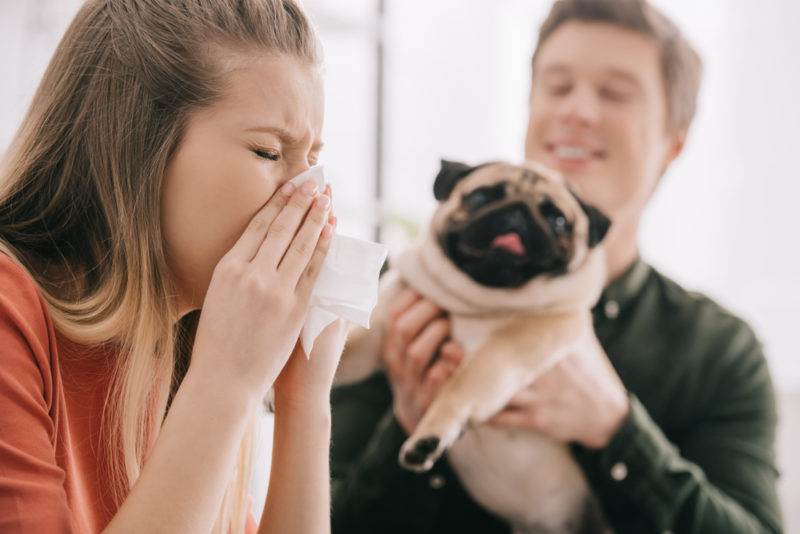 Собака чихает и фыркает: чем лечить и что делать