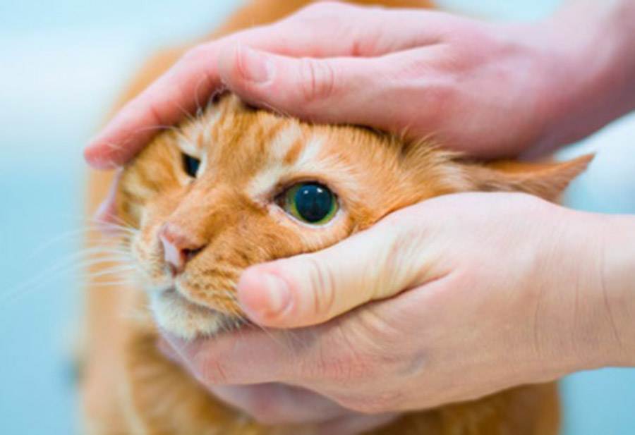Почему у котенка гноятся глаза: 7 причин, что делать, если у котенка гноятся глаза, профилактика
