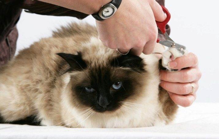 8 советов как подстричь когти кошке. как стричь когти коту видео