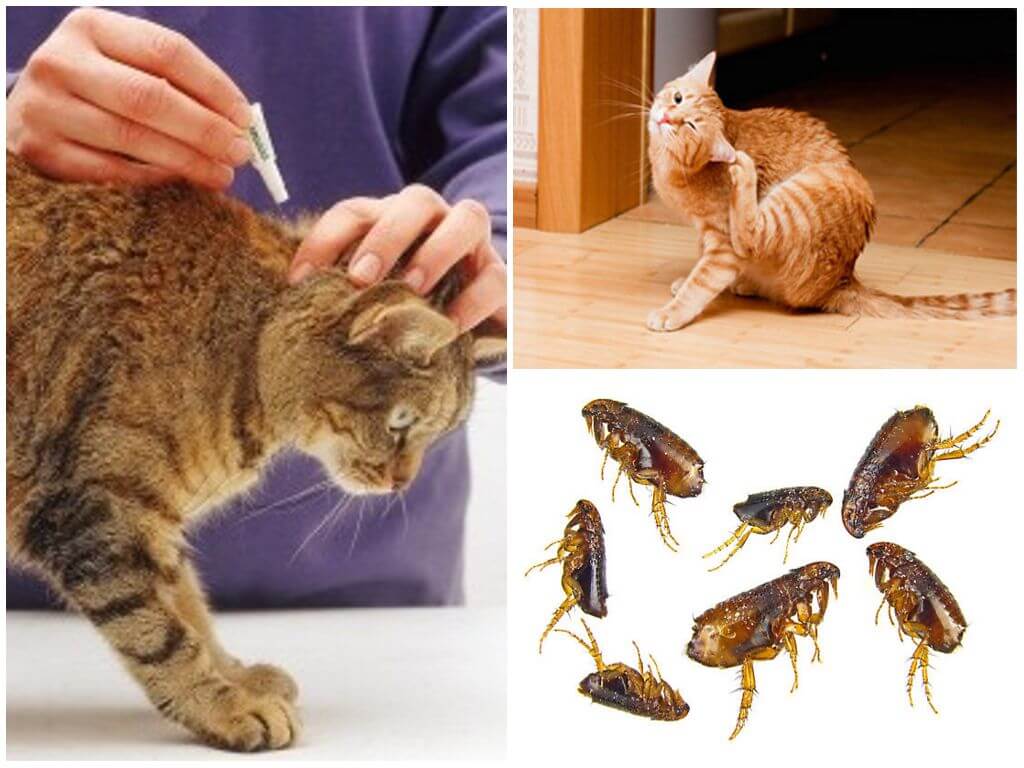 Как избавиться от шерсти кошки в квартире: примеры в домашних условиях