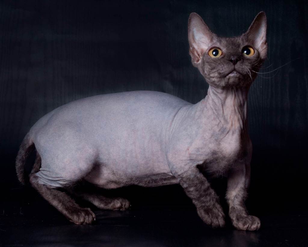 Порода кошек манчкин описание породы, характер, здоровье