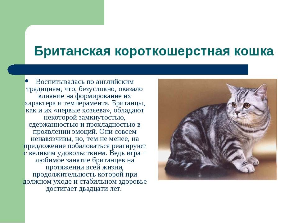 Европейская короткошерстная (кельтская) кошка: характеристики, фото, правила ухода и содержания - petstory