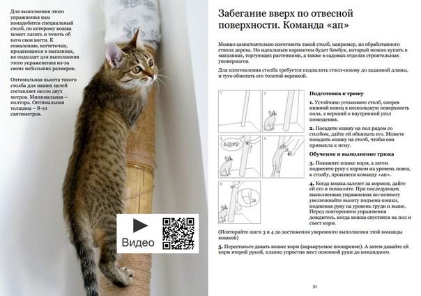Как дрессировать кошек в домашних условиях :: syl.ru