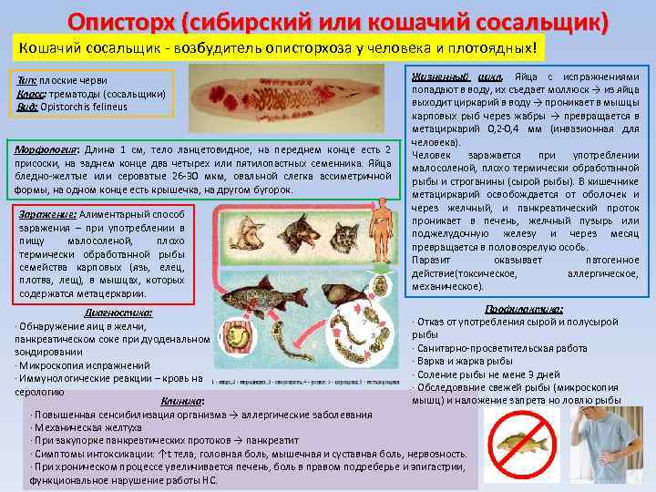 Описторхоз у кошек - симптомы, диагностика, лечение и профилактика! | caticat.ru