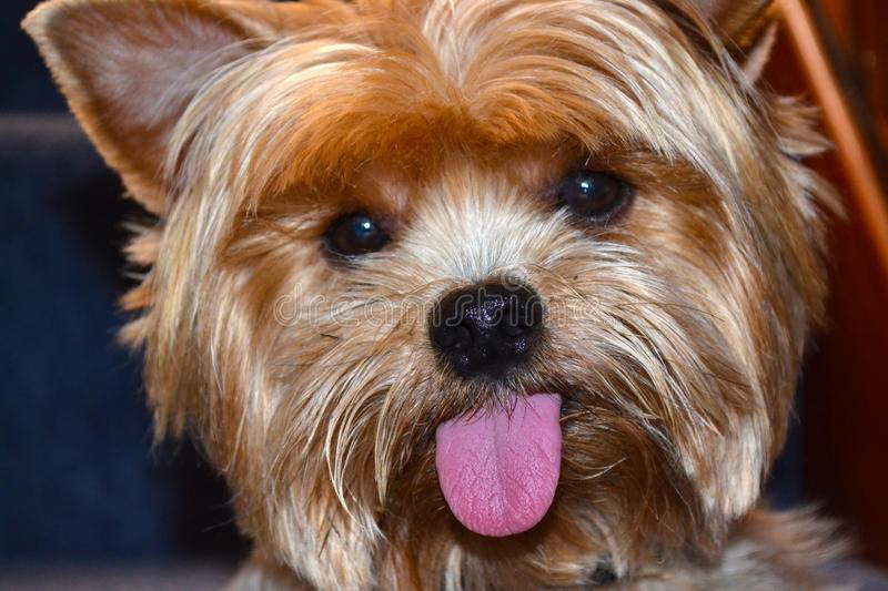 Почему собака высовывает язык: нормально ли это?
