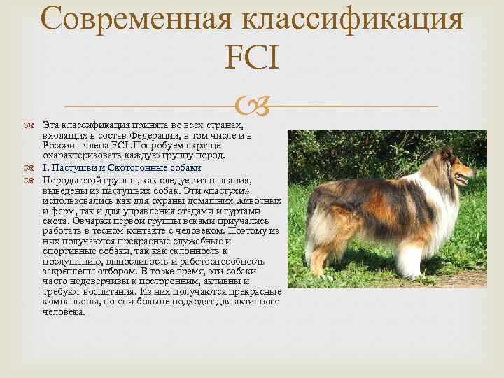 Классификация пород собак: специализация и назначение | муркотики