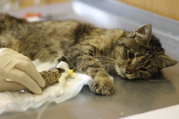 Лейкоз у кошек: симптомы, диагностика, лечение вирусной болезни лейкемии