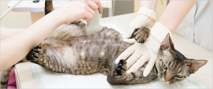 Можно ли стерилизовать кошку во время течки или беременности: последствия такой стерилизации
