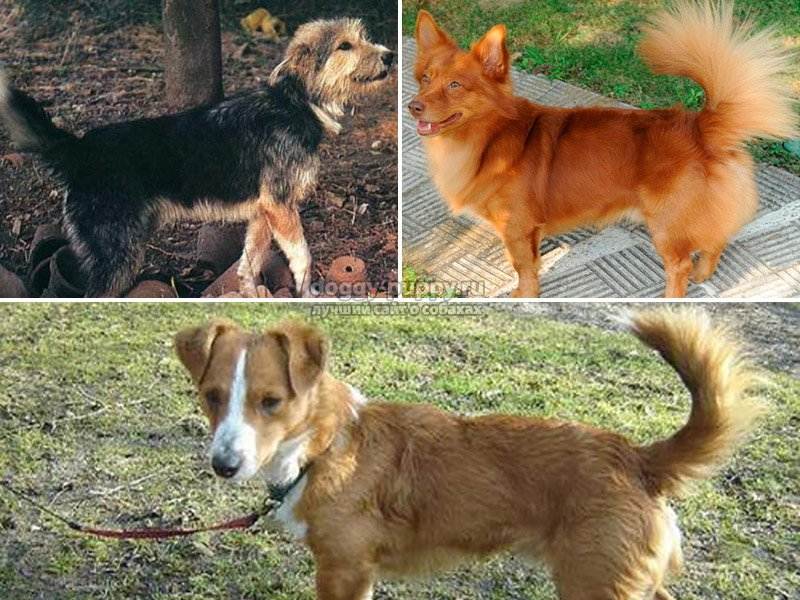 Кокер-пудель - кокапу: фото собак, описание породы, особенности характера, специфика ухода и правила питания
