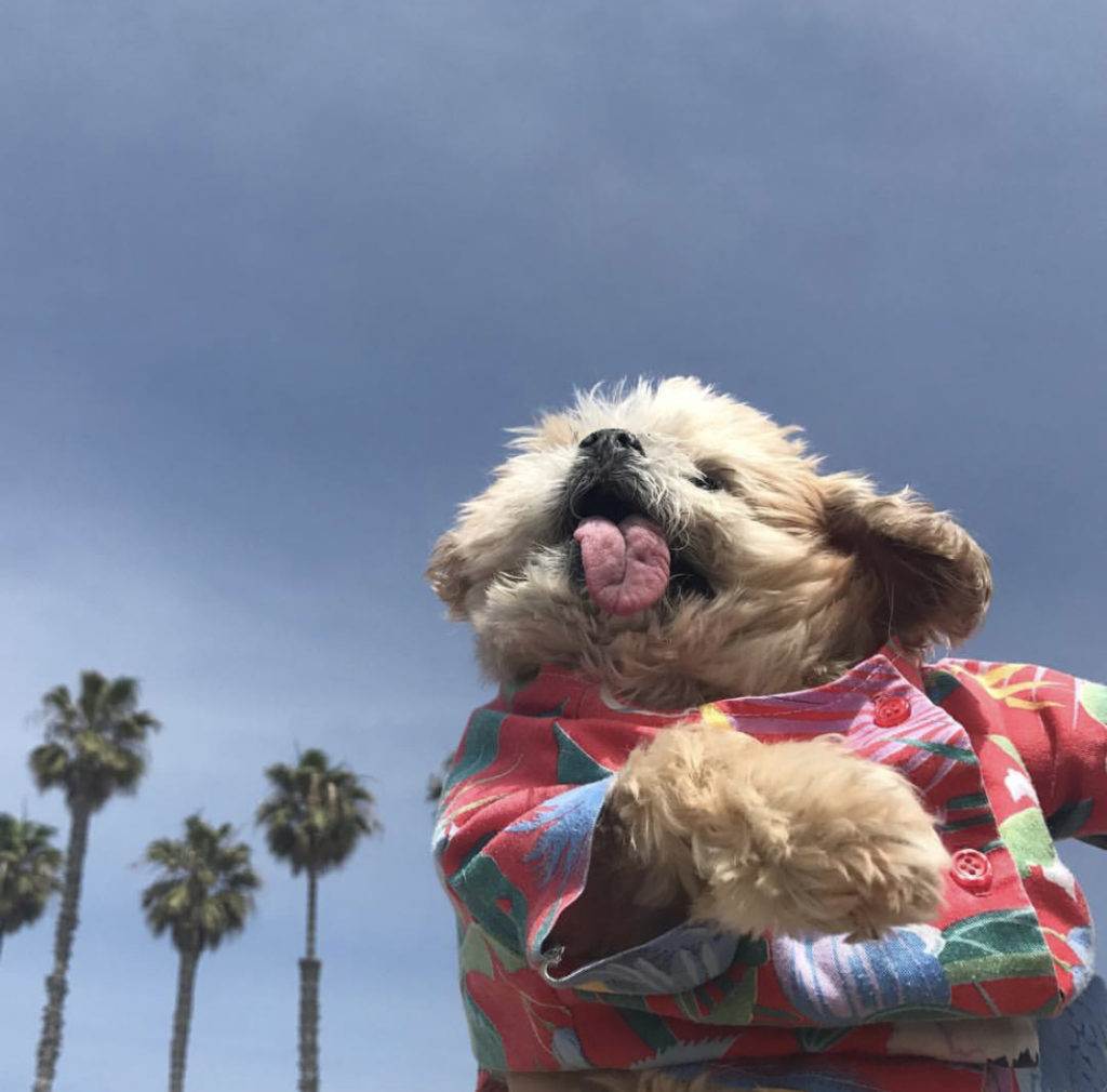 10 самых милых блогов в instagram о собаках