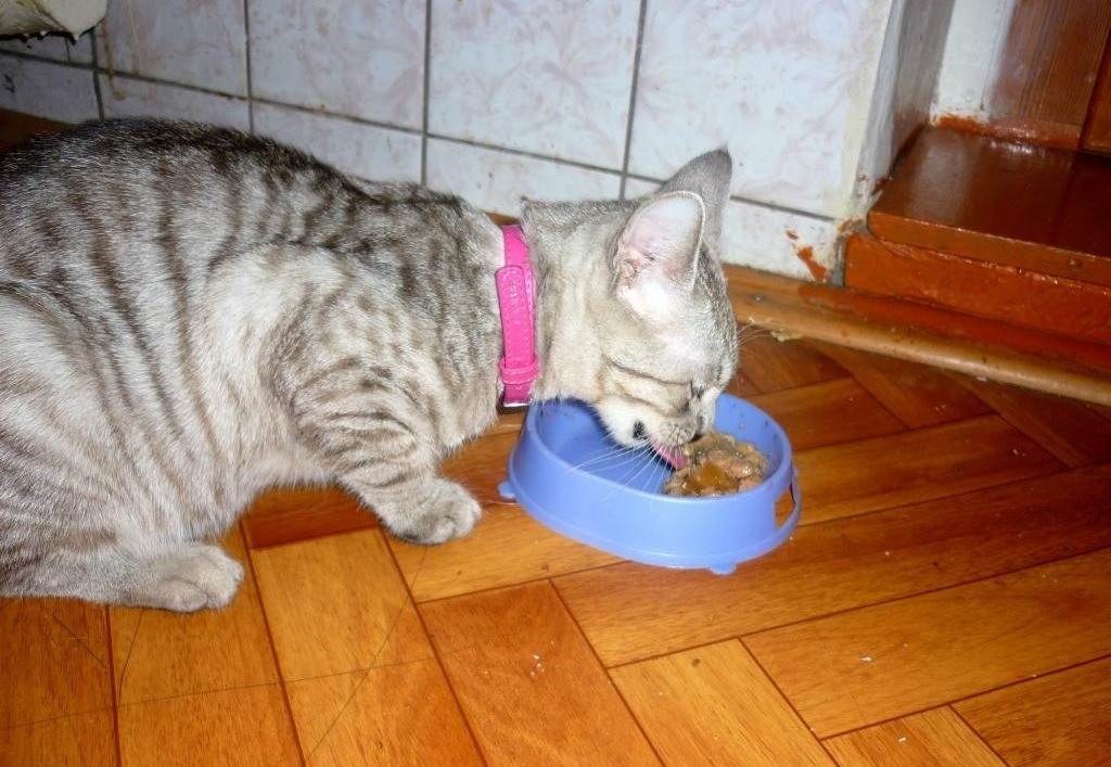 Кота рвёт непереваренным кормом после еды