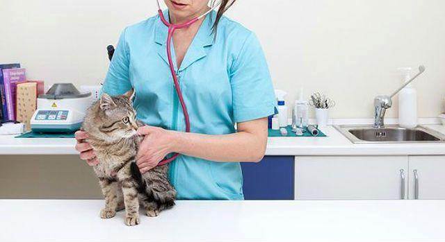 Уретростомия у кота: операция, последствия и уход