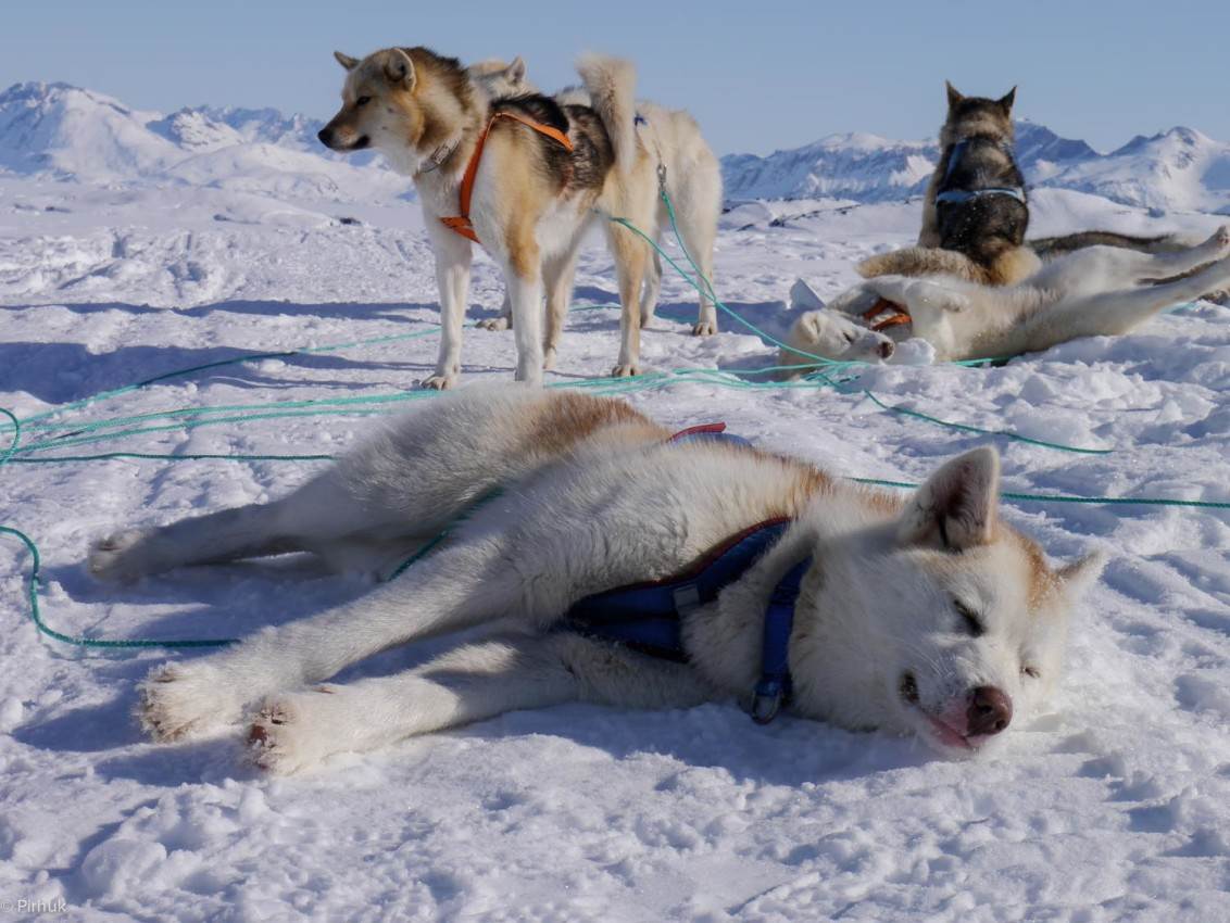 Гренландская собака: описание породы с фото и видео