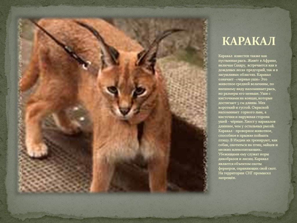 Каракал: описание животного, где обитает, чем питается