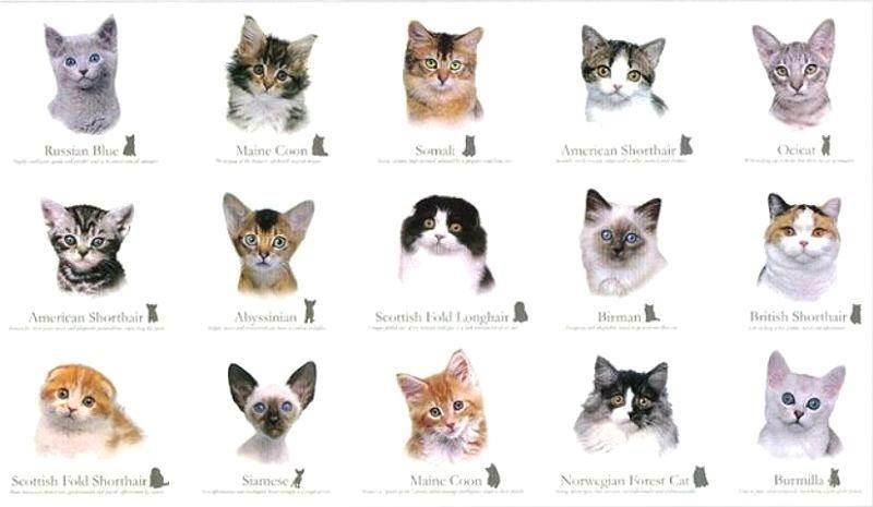 Как определить породу кошки, кота или котенка по фото и отличить породистое животное от обычного?