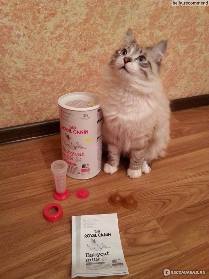 Сколько кошка кормит котят молоком
