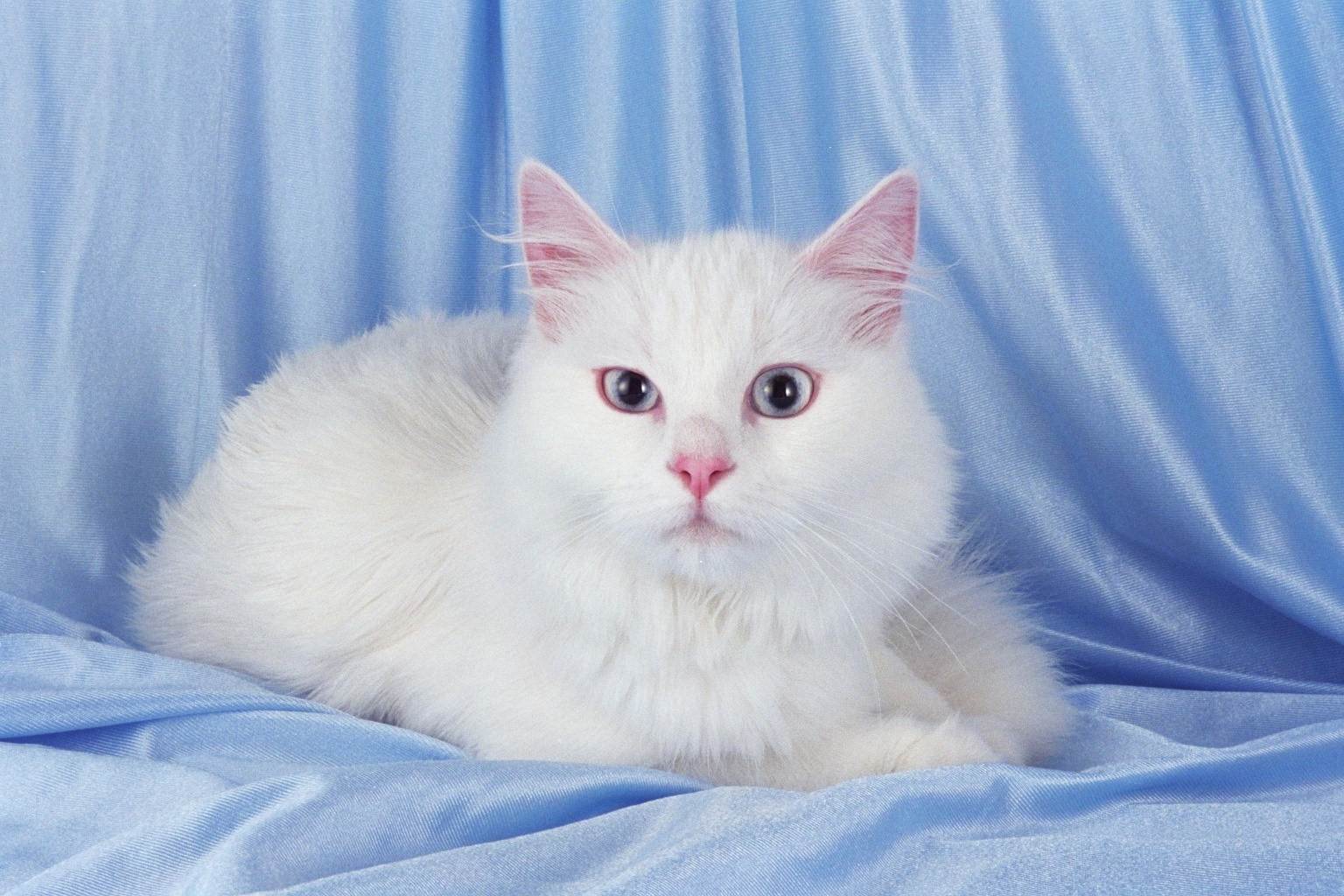 Турецкая ангора (ангорская кошка): фото, описание, окрас, характер, стандарт породы