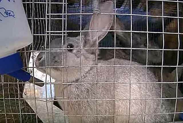 Болезни жкт у кроликов - ветеринарные клиники ситивет