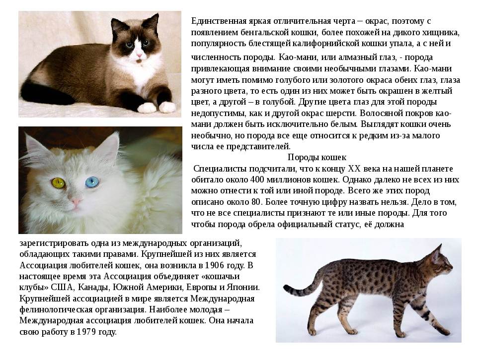 Самые ласковые породы кошек: 11 пород с фотографиями и названиями