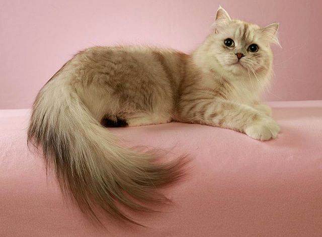 Порода рагамаффин: цена, фото, описание кошки, характер, содержание дома
